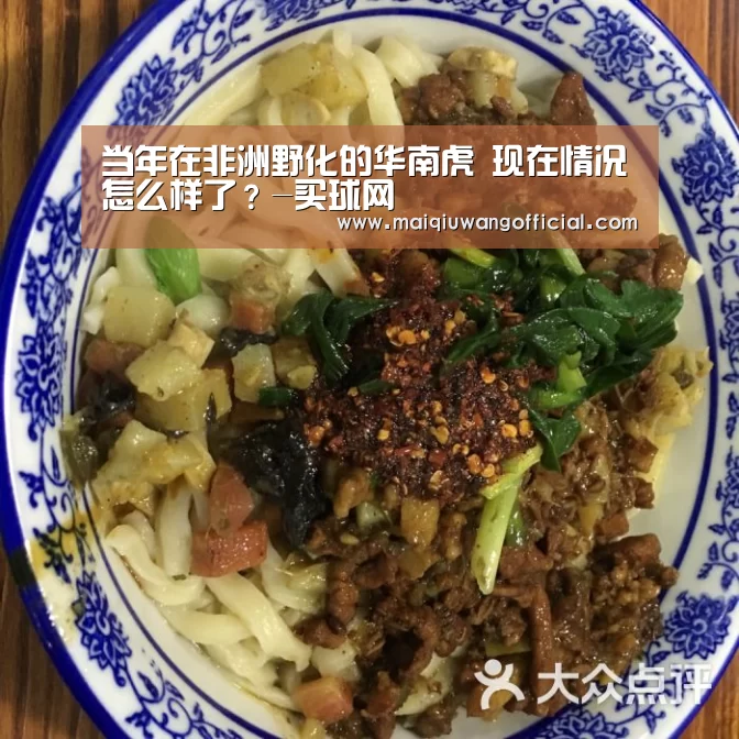 当年在非洲野化的华南虎 现在情况怎么样了?-买球网(图4) 买球app官网