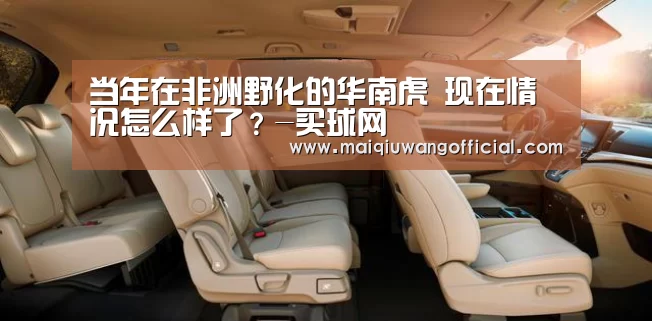 当年在非洲野化的华南虎 现在情况怎么样了?-买球网(图3) 买球网官网